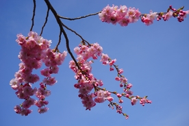 浪漫樱花