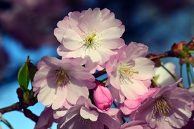 浪漫樱花