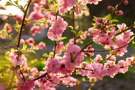 浪漫樱花