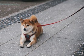 柴犬