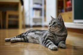 家猫