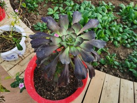 花卉观光园