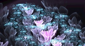 美丽花纹