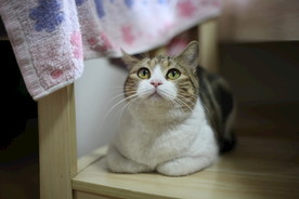 揣手趴着的猫咪