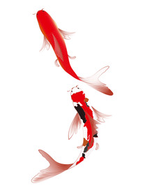 新年喜庆红锦鲤