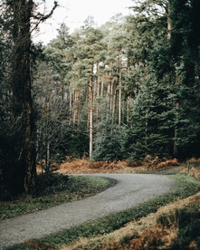 森林道路