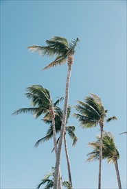 海边风中的椰子树