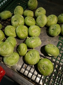 大豆菜