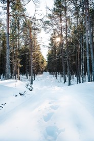 森林雪地风景