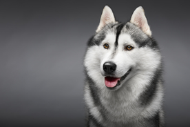 雪橇犬