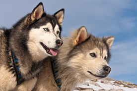 雪橇犬