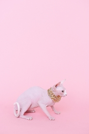 斯芬克斯猫