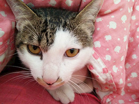 萌欣猫咖老猫本本  喵喵