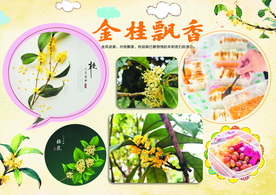 金桂飘香