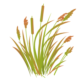 寒露节气芦苇植物