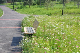 草花组合的景观效果