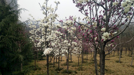 玉兰树