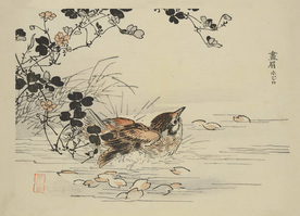 画眉鸟