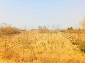 蓝天下的乡村风景