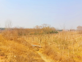 蓝天下的乡村美景