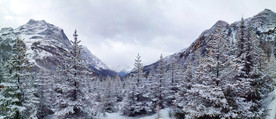 红杉林雪景