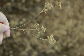 手拿小花花