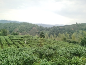 种植园