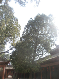 旅游图片
