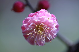 梅花