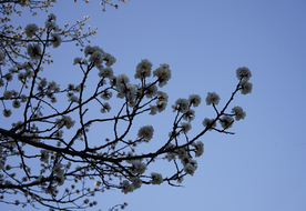 蓝天下的樱花摄影图