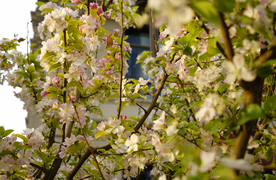 盛开的樱花特写