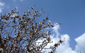 蓝天下的樱花摄影