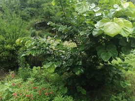 雨季