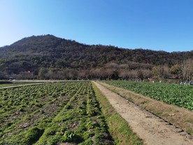 八卦田