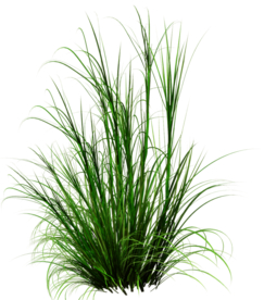 草