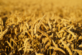 成熟的金黄的小麦