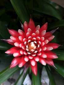 水塔花