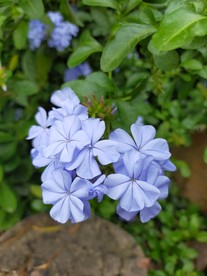 蓝雪花