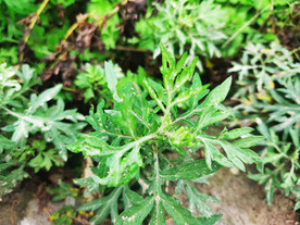 绿植绿叶植物