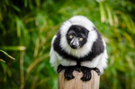 狐猴