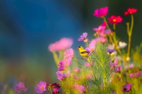 花儿