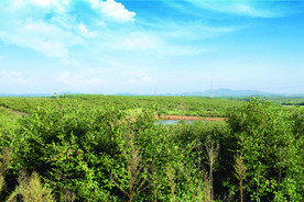 油茶