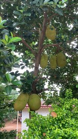 菠萝蜜树