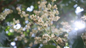 黄皮树花朵