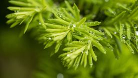 植物特写