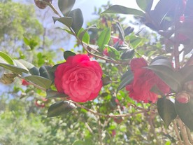 花 山茶花