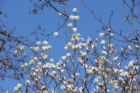 木兰花