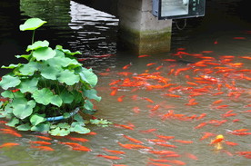 盆栽荷花与红色锦鲤