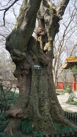 朴树