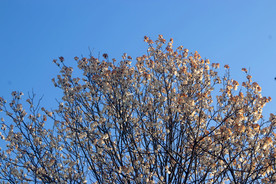 繁花